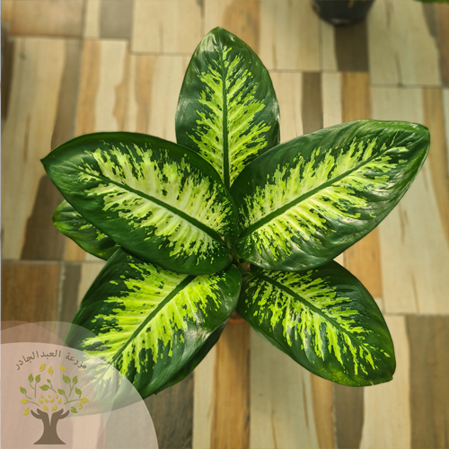 Dieffenbachia - A
beautiful Dieffenbachia plant with cheerful green leavesk. It can be placed in living rooms or in work
environments, while avoiding placing it in a place where the plant is exposed
to friction so as not to damage its leaves.  IRRIGATION  The plant is not
irrigated until the soil is partially dry, and it is preferable to spray its
leaves with water mist constantly, as it is moisture-loving.  LIGHTING  The plant needs bright
filtered light such as window light or artificial lighting inside the room.  TEMPERATURE   











The plant needs a warm
to moderate atmosphere and is suitable for normal room temperatu