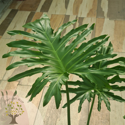 مونستيرا سلومي - نبتة القفص الصدري ( Monstera deliciosa ) نبتة تتميز أوراقها بشقوق كبيرة تجعلها شبيهة بالقفص الصدري، والنبتة الصغيرة منها تكون أوراقها مستديرة لاشقوق فيها، من أسمائها ايضاً الجبن السويسري، يكثر استخدامها كجزء من ديكور المنزل وفي التصاميم الحديثة نظراً لشكل أوراقها المميز الذي يضيف على المكان لمسة جمال طبيعية