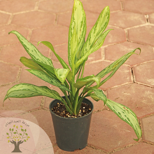 Aglaonema - The Aglaonema  plant is one of the beautiful plants with colorful wavy leaves. It does not need much care, and it can be placed in homes or different work environments.