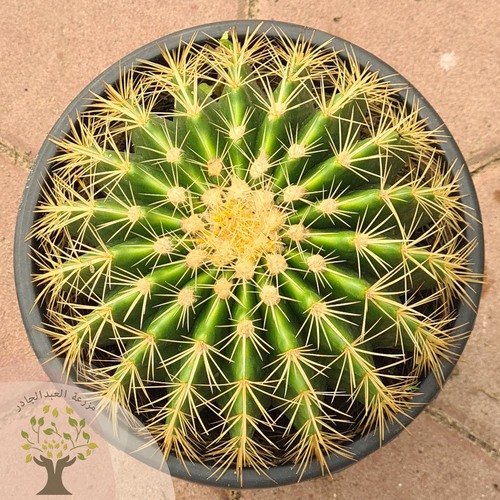 Golden barrel cactus - Also cold Echinocactus grusonil one of the top cactus selling and it is rare and endangered in the wild