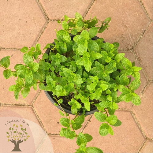 Mint - strong out door palnt

it is one of the best aromatic plant for tea lovers