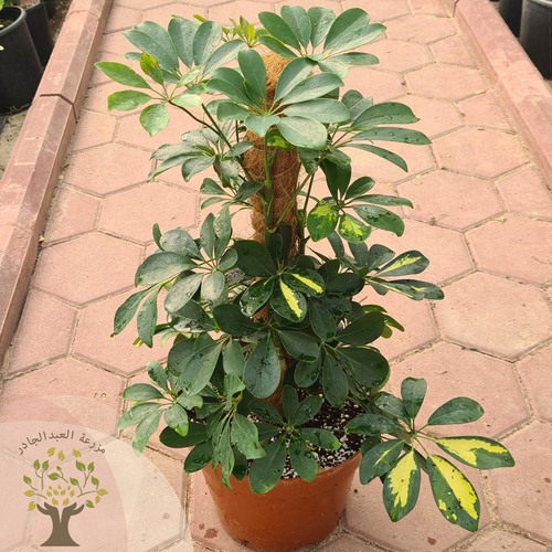 Schefflera - Schefflera plant characterized by a bright green color, one of the plants is easy to care for and beautiful in appearance, it can be placed in homes or different work environments