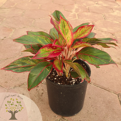 aglaonema plant