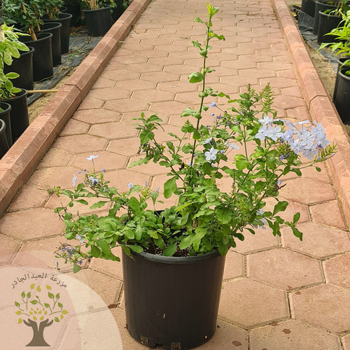 Plumbago ( The Blue Jasmine ) - Blue jasmine is native to the Cape to Natal in South Africa. This plant grows up to 4 meters high and 6 meters wide under optimal conditions.