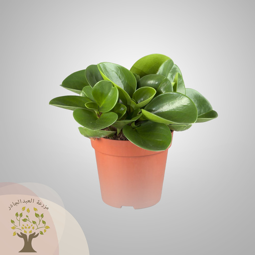 Peperomia magnoliifolia - Peperomia magnoliifolia, a green plant with beautiful oily leaves, is a pet-safe plant that can be placed in dining rooms or in living rooms.