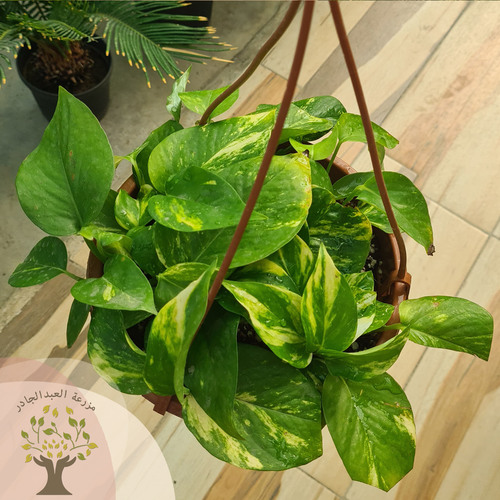 Scandvas - one of the top 10 indoor plants around the globe

it have multible names golden pothos, ivy arum, money plant and debil's ivy because it is impossible to kill and it stay green even when kept in the dark