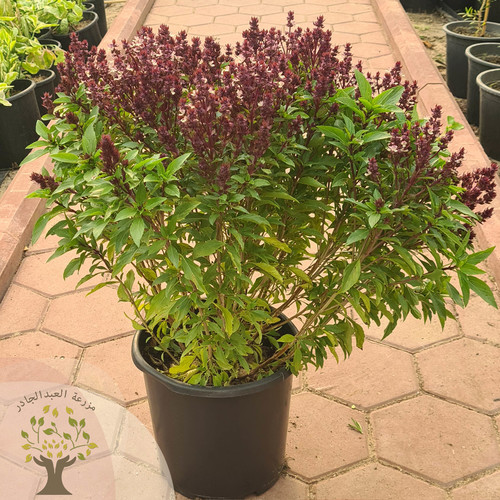 Basil - it is an aromatics outdoor plant in kuwait 

The Italian cuisine is characterized by the frequent use of basil