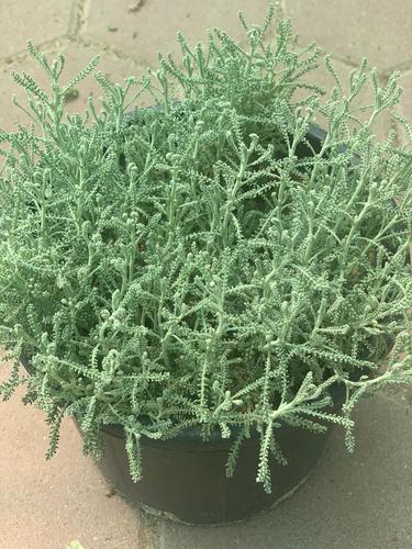 AlAbdul AlJader Farm  - Artemisia - The plant’s leaves are used to treat some diseases