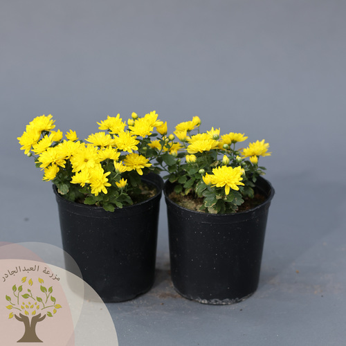 chrysanthemum