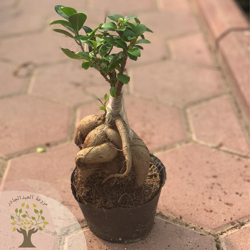 Bonsai plant (750 gram) - Bonsai is a beautiful, elegant-looking plant that loves light and can be placed in entrances or living rooms, as it gives the place a beautiful appearance with its distinctive shape. How to avoid bonsai leaves falling: Place the plant in a well-lit area. Provide the moisture it needs, such as spraying it with water mist from time to time Side of the plant exposed to air currents. Irrigation is regular and the plant is not exposed to severe drought or excessive irrigation Put it in a cool area