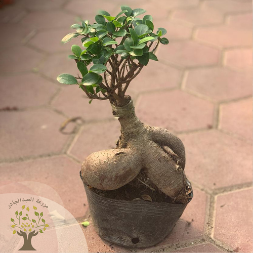 Bonsai plant (1000 gram) - Bonsai is a beautiful, elegant-looking plant that loves light and can be placed in entrances or living rooms, as it gives the place a beautiful appearance with its distinctive shape. How to avoid bonsai leaves falling: Place the plant in a well-lit area. Provide the moisture it needs, such as spraying it with water mist from time to time Side of the plant exposed to air currents. Irrigation is regular and the plant is not exposed to severe drought or excessive irrigation Put it in a cool area