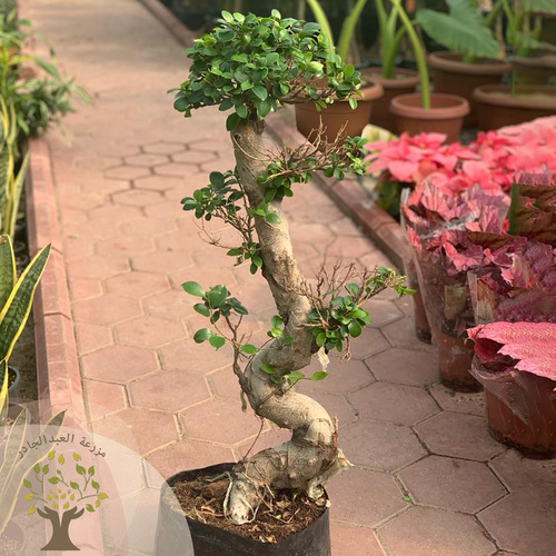 AlAbdul AlJader Farm  - Bonsai plant (90 CM) - Bonsai is a beautiful, elegant-looking plant that loves light and can be placed in entrances or living rooms, as it gives the place a beautiful appearance with its distinctive shape. How to avoid bonsai leaves falling: Place the plant in a well-lit area. Provide the moisture it needs, such as spraying it with water mist from time to time Side of the plant exposed to air currents. Irrigation is regular and the plant is not exposed to severe drought or excessive irrigation Put it in a cool area