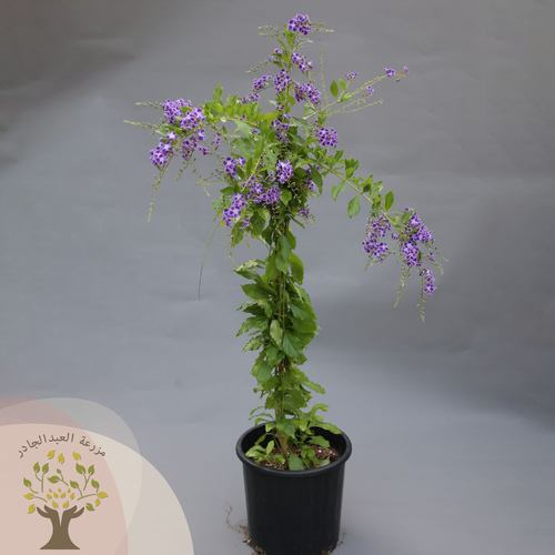 Duranta Erecta - An evergreen shrub reaching a height of 4 m