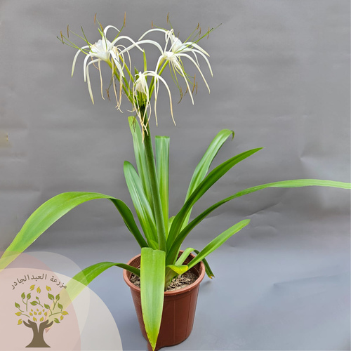 Crinum Lily (Crinum angustifolium) - A perennial plant widely grown in many warmer places