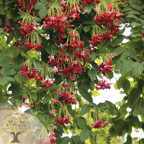 Quisqualis Indica - Commonly known as Indian Jasmine or Rangoon creeper is a climbing vine and grows clusters of fragrant tubular flowers that open white and gradually change to pink then red. Its very useful in covering fences, walls and pargolas for shade.