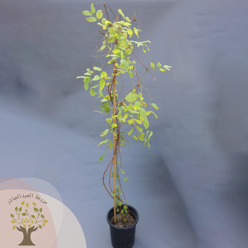 Quisqualis Indica
