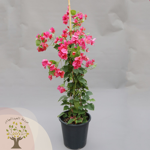 مزرعة العبد الجادر - المجنونة (الجهنمية) - الجهنمية “بوجنفيليا” (Bougainvillea) يستخدم هذا النوع في أغراض عدة مثل:

كساء للأسوار والأشجار العالية والبوابات والأقواس التجميلية…الخ
عمل الأسوار والأسيجة النباتية المنيعة.
قابلة للتشكيل لأغراض الزينة.