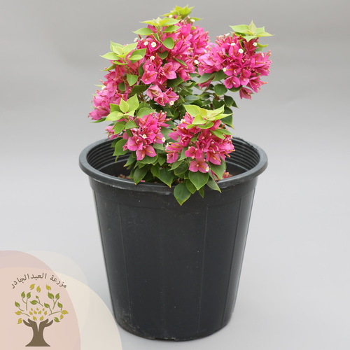 (Bougainvillea (Dwarf - this type is used for several purposes, such as: Cladding for fences, tall trees, gates, and decorative arches Making fences and impregnable plant fences. Can be molded for decorative purposes.