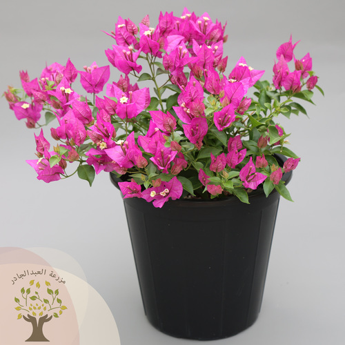 AlAbdul AlJader Farm  - Bougainvillea - this type is used for several purposes, such as: Cladding for fences, tall trees, gates, and decorative arches Making fences and impregnable plant fences. Can be molded for decorative purposes.