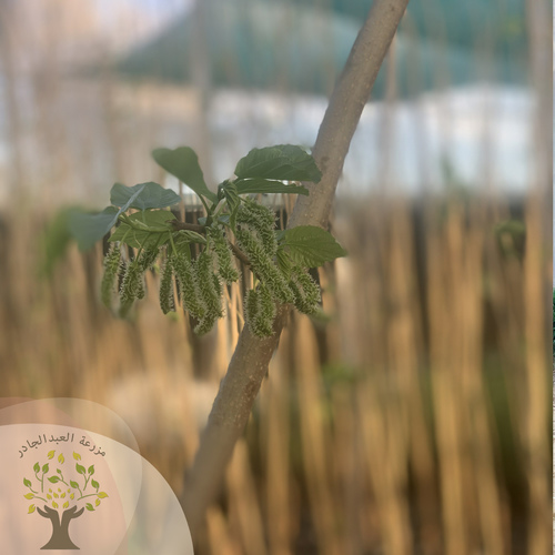 Mulberry