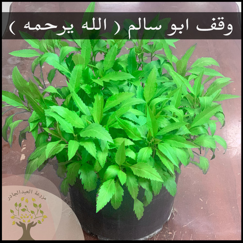 Jawa herb - The leaves are famous for helping treating kidney stones, as they help relax the muscles of the ureters, which 
helps small stones pass through them into the bladder, and from there into the urethral canal outside the body.