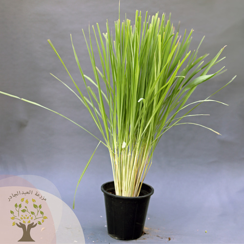 AlAbdul AlJader Farm  - Lemongrass