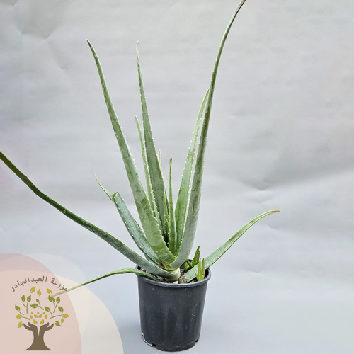 Aloe Vera - It is a succulent plant and it caltivated for agricultural and medicinal use as you all know it is great for hair helth