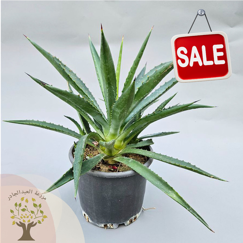 Agave angustifolia - Agave angustifolia is an evergreen succulent plant that forms a large rosette of leaves up to 100 cm high, and eventually a flowering stem that can reach 5 meters in height.