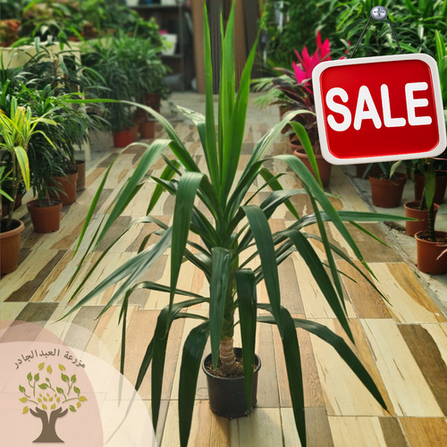 Yucca plant - Yucca Elephantipes is an evergreen plant that does not require much care and can be placed in homes or different work environments.