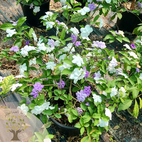 brunfelsia pauciflora - Brunfelsia pauciflora It blooms profusely, has a distinctive scent, and blooms in violet color, then becomes light violet in color and then turns white. - It is grown in the garden in a semi-shade location (indirect light) with moderate watering and is not exposed to drought. Its height reaches two meters