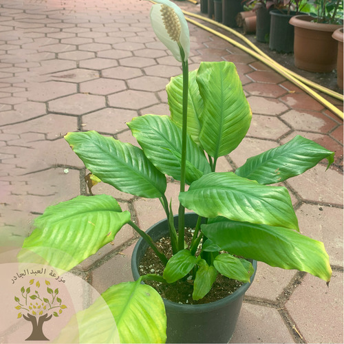 Spathiphyllum - White sails, or peace lily (Spathiphyllum wallisii), is a beautiful plant with beautiful white flowers that resemble the shape of sails, hence the name. Its flowers are constantly renewed with good lighting, and it thrives in moderate weather. This plant is classified as one of the most famous indoor air-purifying ornamental plants. It loves high humidity, so it is preferable to spray its leaves with a spray of water, making sure that the spray does not reach the flowers so that the flowers are not damaged by the water.