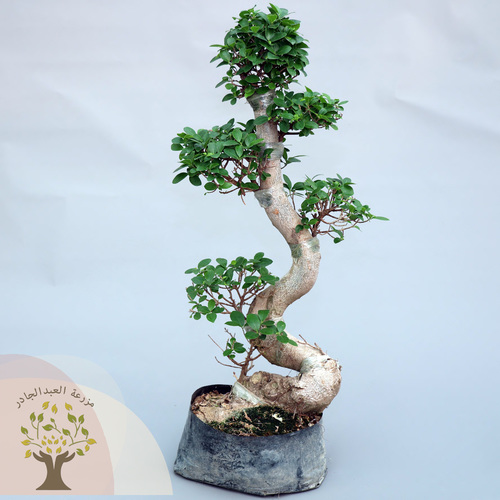 Bonsai plant (60 CM) - Bonsai is a beautiful, elegant-looking plant that loves light and can be placed in entrances or living rooms, as it gives the place a beautiful appearance with its distinctive shape. How to avoid bonsai leaves falling: Place the plant in a well-lit area. Provide the moisture it needs, such as spraying it with water mist from time to time Side of the plant exposed to air currents. Irrigation is regular and the plant is not exposed to severe drought or excessive irrigation Put it in a cool area