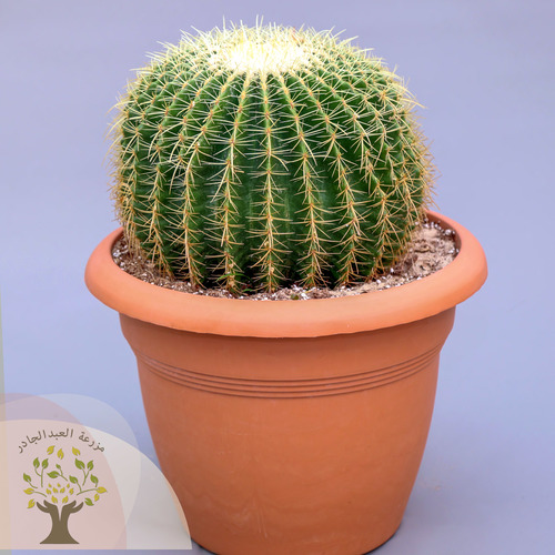 Golden barrel cactus - Also cold Echinocactus grusonil one of the top cactus selling and it is rare and endangered in the wild ( trank 38 at pot 39 cm )