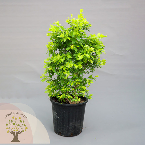 Duranta lemon - Height  1M