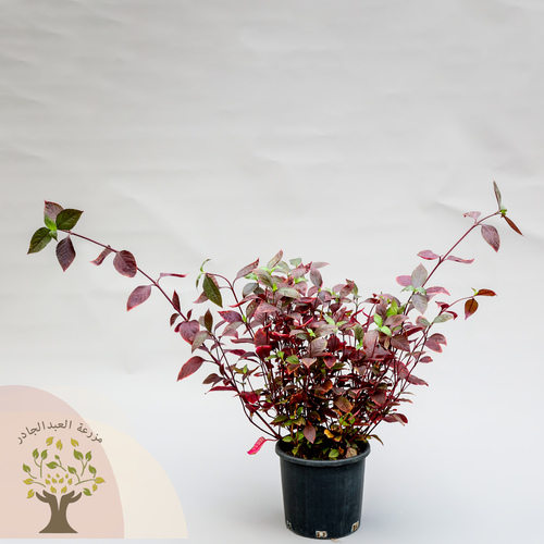 Alternanthera - POT 20CM