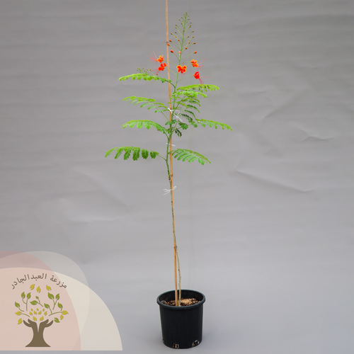 caesalpinia pulcherrima - Height  1.5 m  tolerates high temperatures