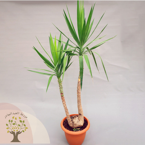 Yucca - Height from 1.5 meters to 2 meters