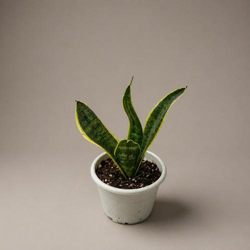 sensevieria plant