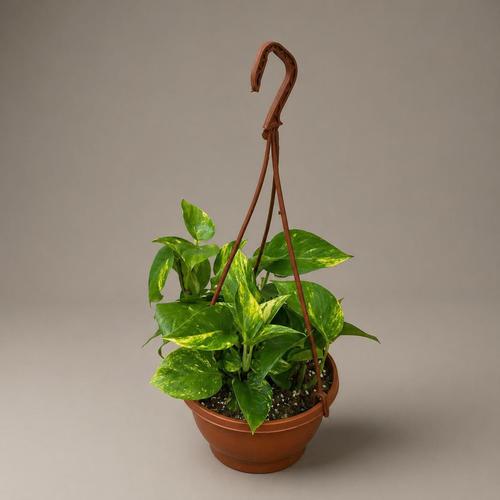 Scandvas - one of the top 10 indoor plants around the globe

it have multible names golden pothos, ivy arum, money plant and debil's ivy because it is impossible to kill and it stay green even when kept in the dark