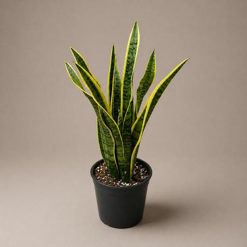 Sensevieria Plant - One of the best indoor plants that raises the level of oxygen indoor&nbsp;also called snake plant, Saint Georg's sword