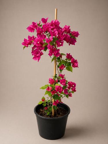 Bougainvillea - this type is used for several purposes, such as:
Cladding for fences, tall trees, gates, and decorative arches
Making fences and impregnable plant fences.
Can be molded for decorative purposes.