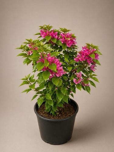 (Bougainvillea (Dwarf - this type is used for several purposes, such as: Cladding for fences, tall trees, gates, and decorative arches Making fences and impregnable plant fences. Can be molded for decorative purposes.