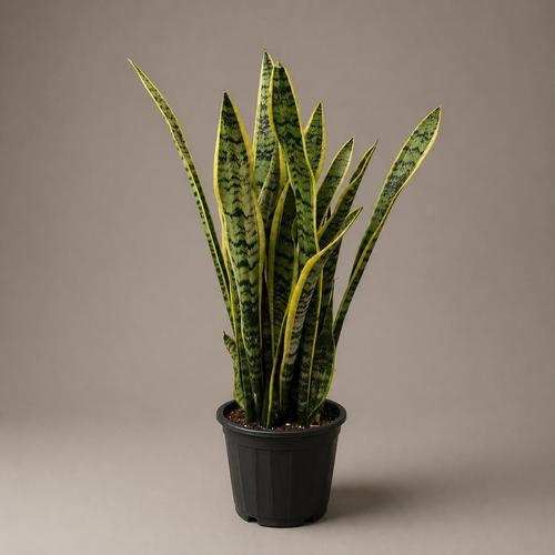 sensevieria plant