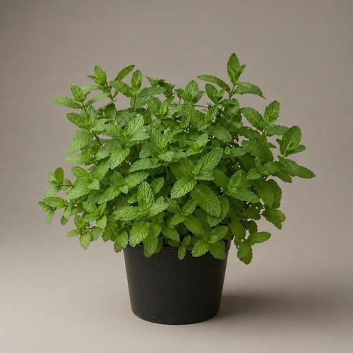 Mint - strong out door palnt

it is one of the best aromatic plant for tea lovers