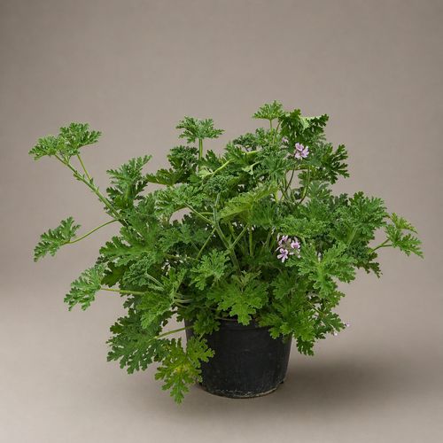 Pelargonium Graveolens - Aromatics outdoor plant that smells fragrant when its leaves come in contact with water

in some contry the call it mosquito plant