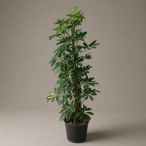 Schefflera - Schefflera plant characterized by a bright green color, one of the plants is easy to care for and beautiful in appearance, it can be placed in homes or different work environments