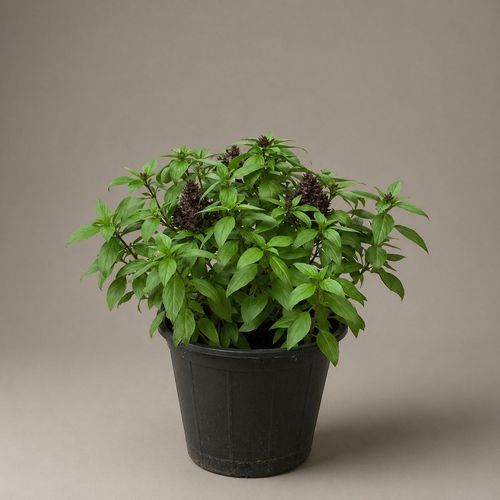 Basil - it is an aromatics outdoor plant in kuwait 

The Italian cuisine is characterized by the frequent use of basil