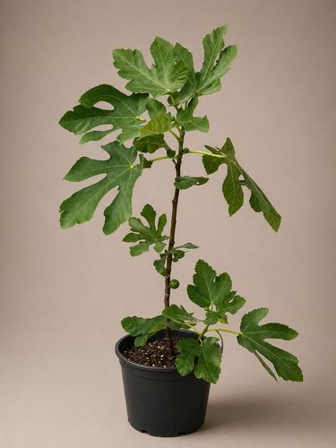 Figs - Figs plant in the name Jasim
