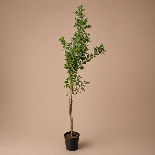 Vitex