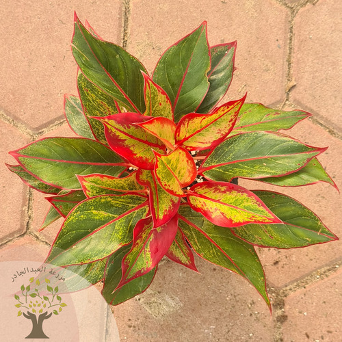 aglaonema plant